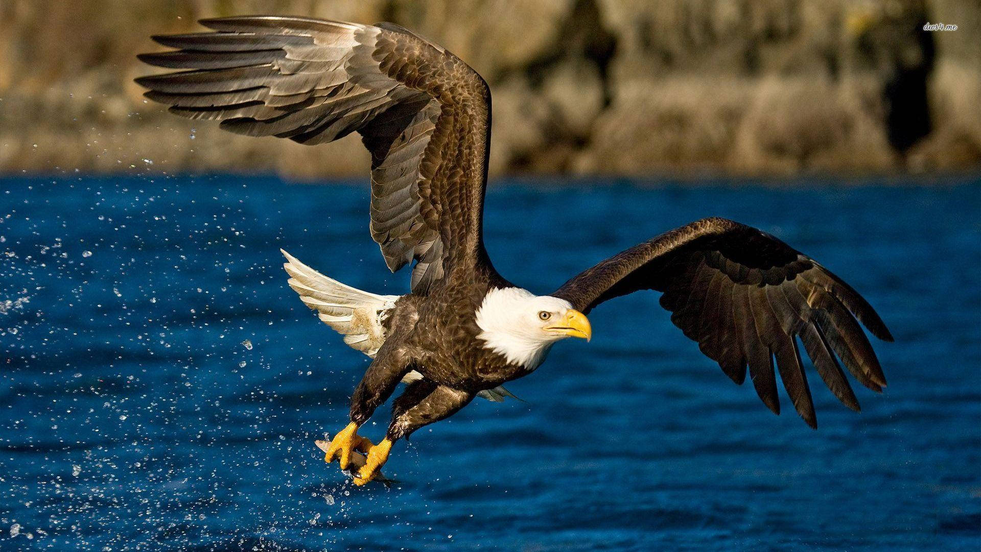 Us Eagle Glide On Water Background
