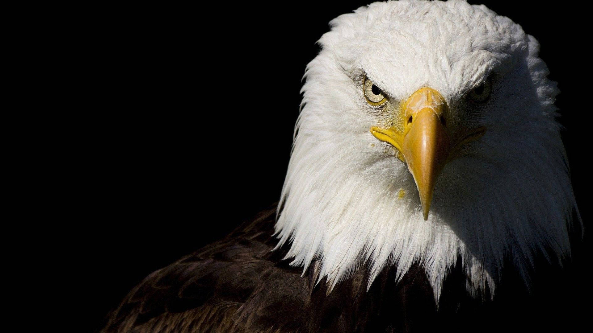 Us Eagle Headshot Background