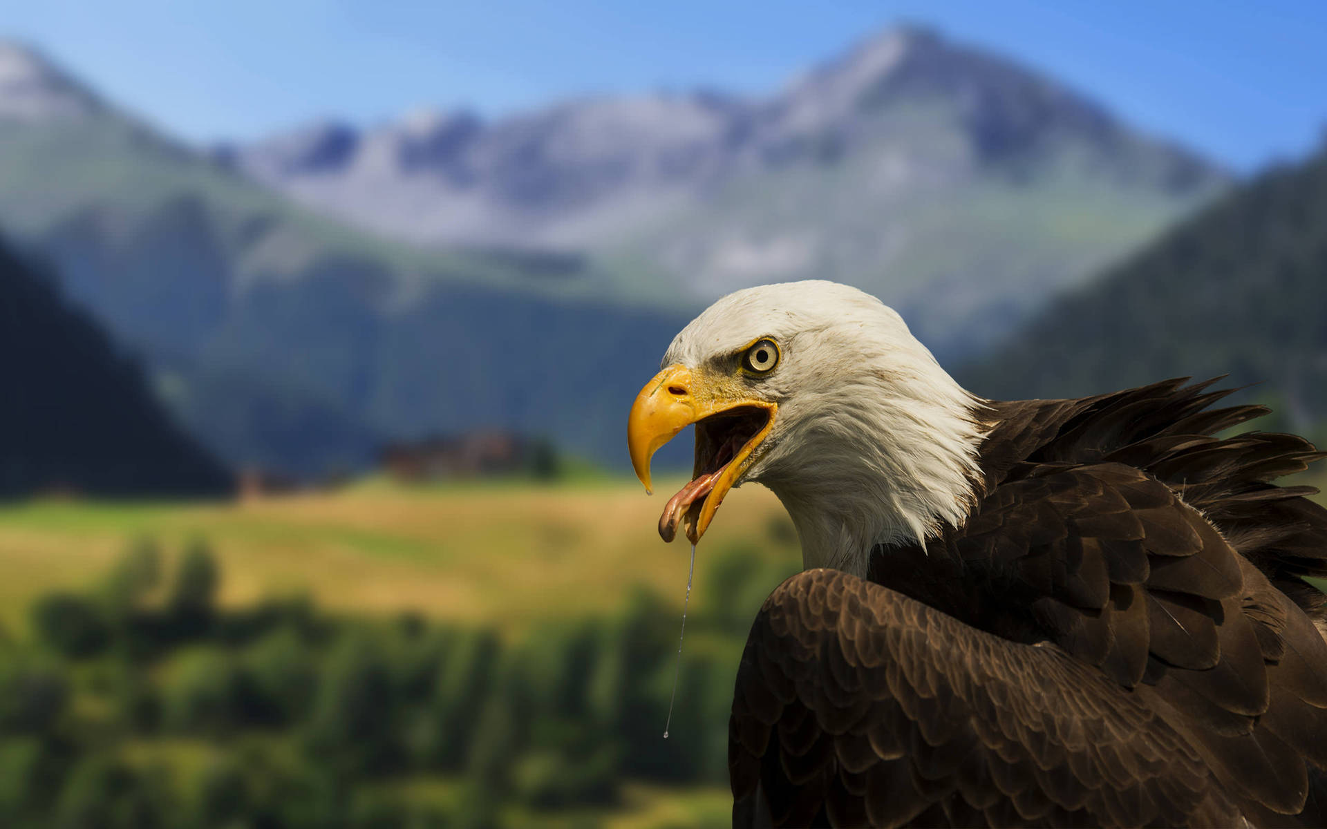 Us Eagle In Nature Background