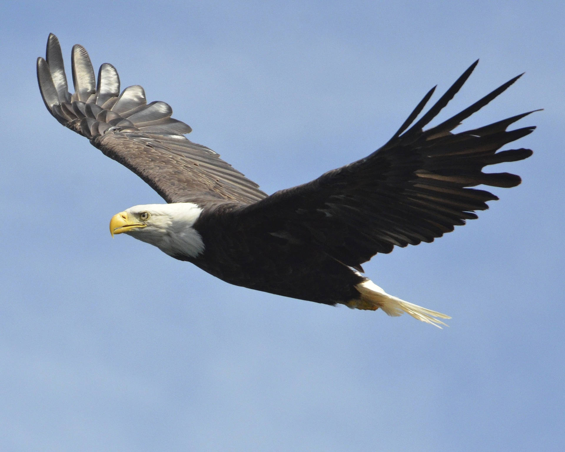 Us Eagle In The Sky Background