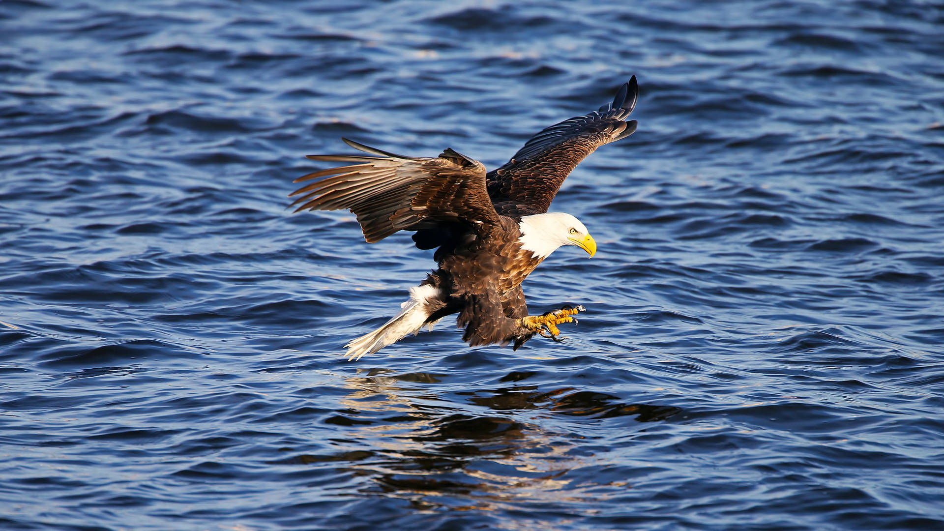 Us Eagle On Blue Water