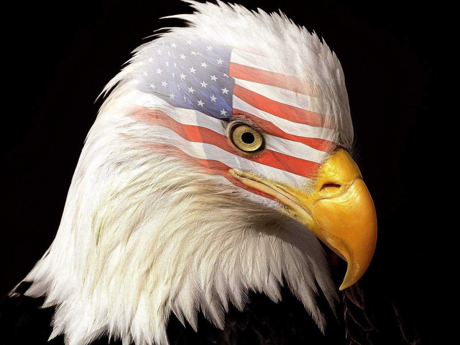 Us Eagle With American Flag On Head