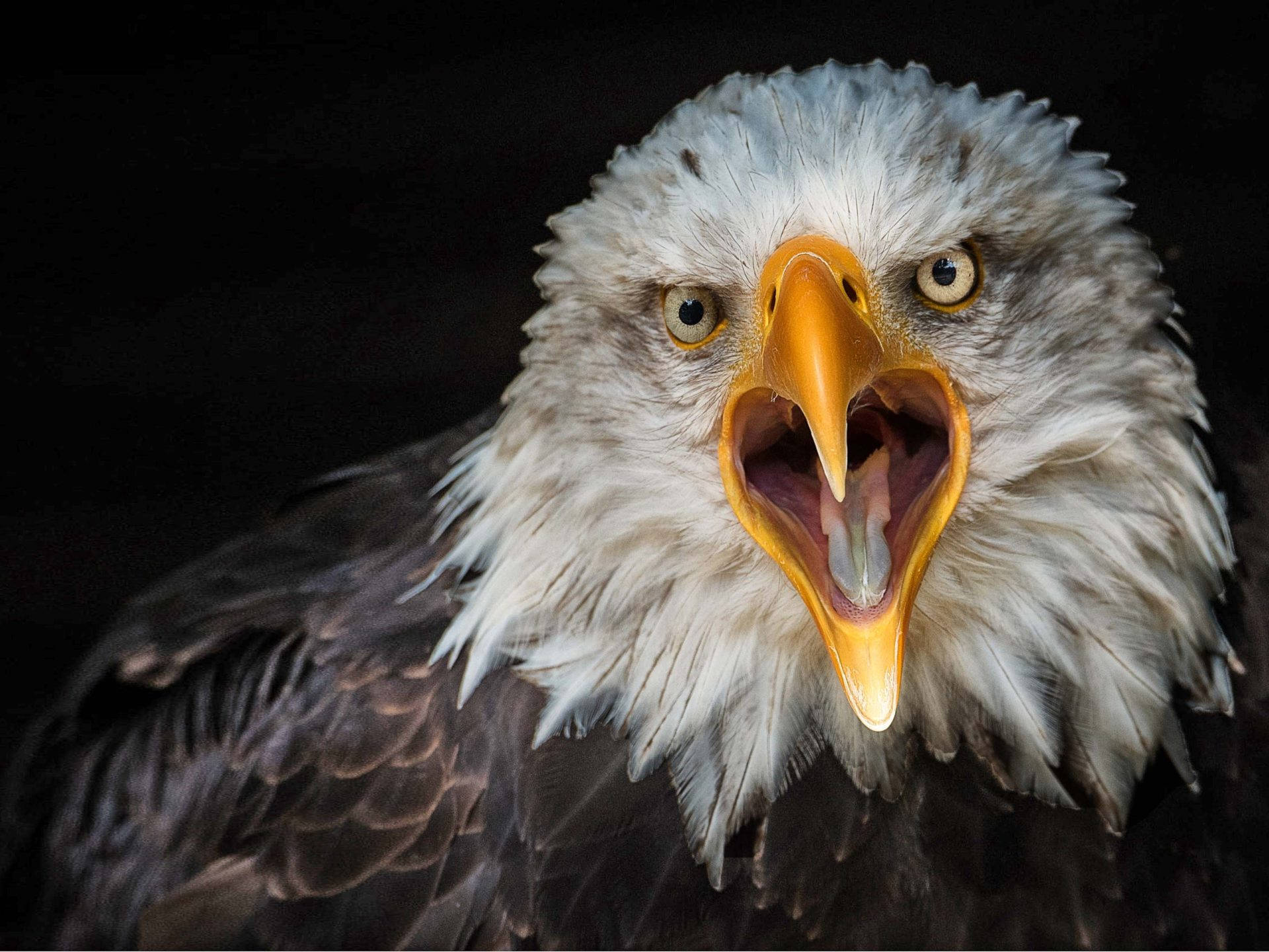 Us Eagle With Yellow Beak Background