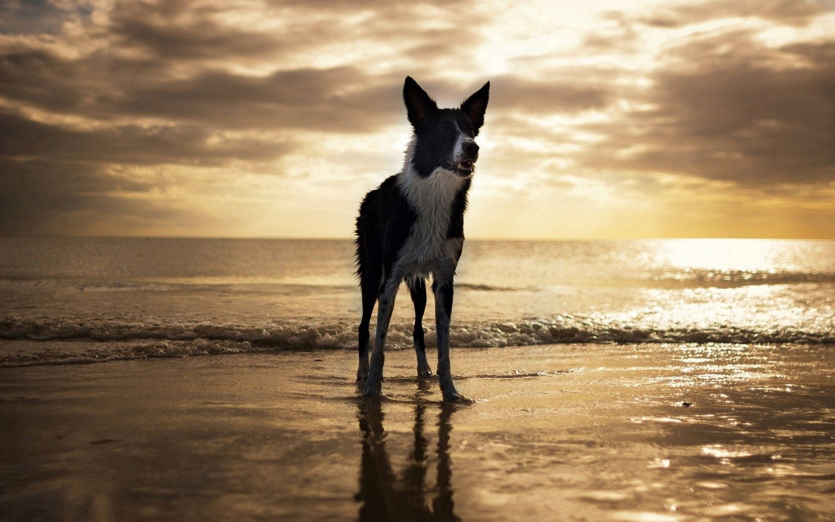 Usa Beach Dog Background