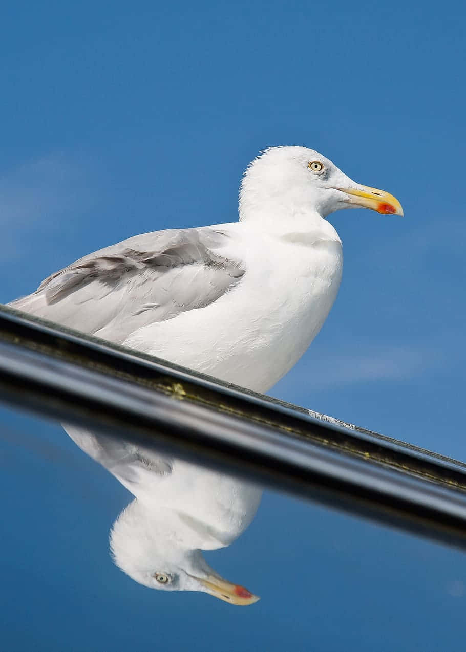 Vain Bird Background