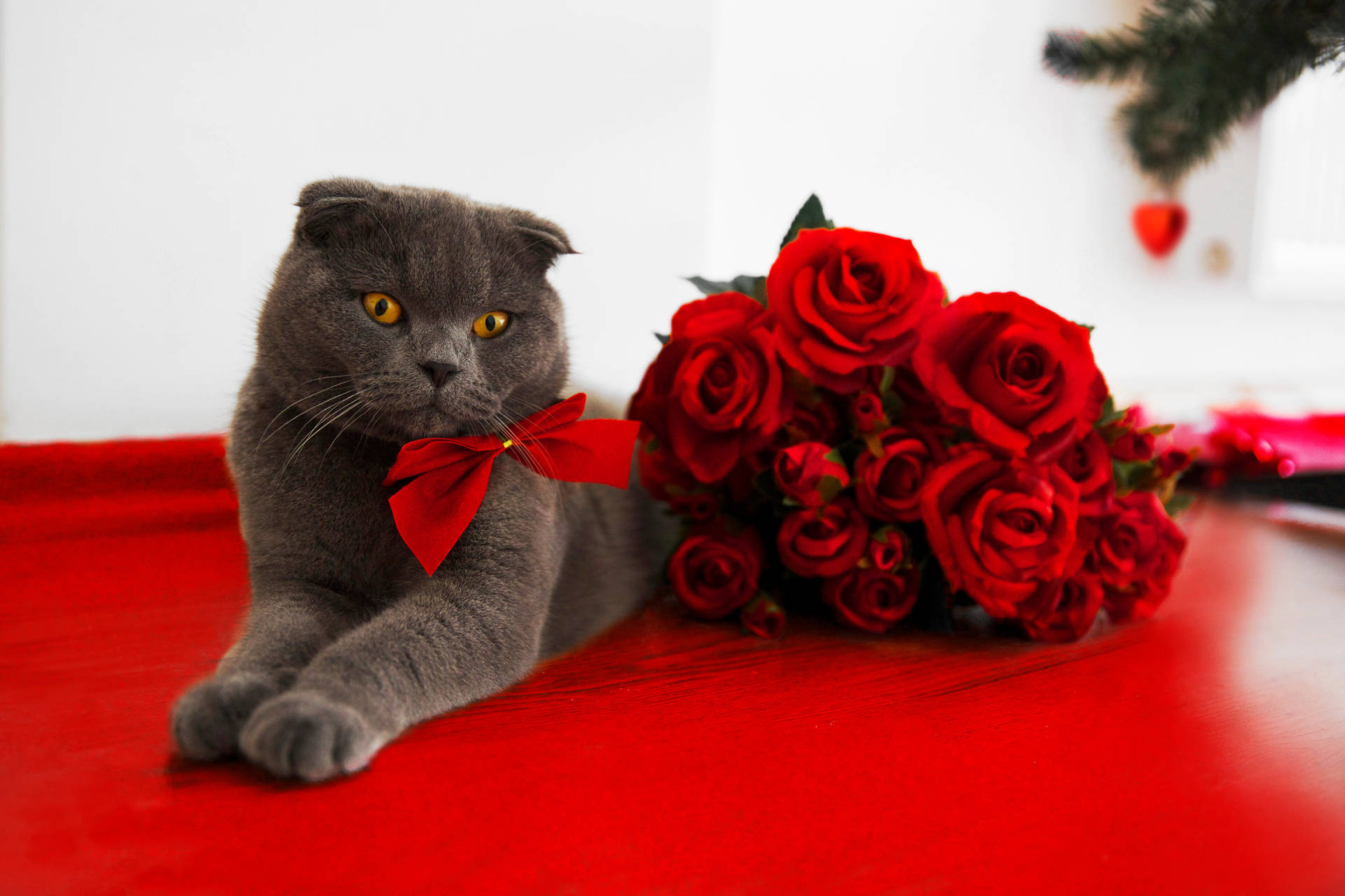 Valentine's Cat Roses Background