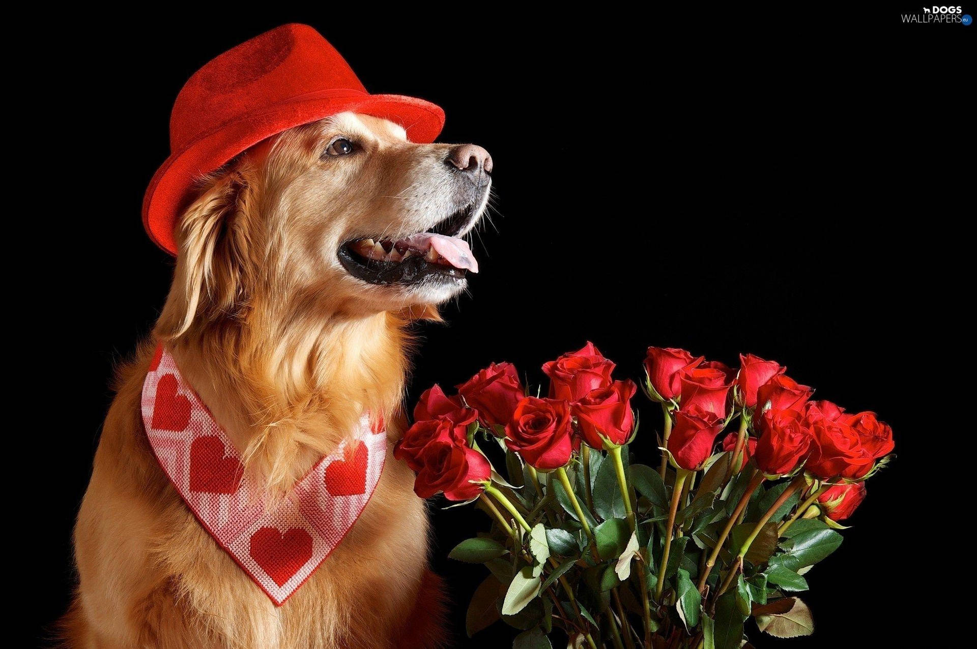 Valentine's Dog Roses Background