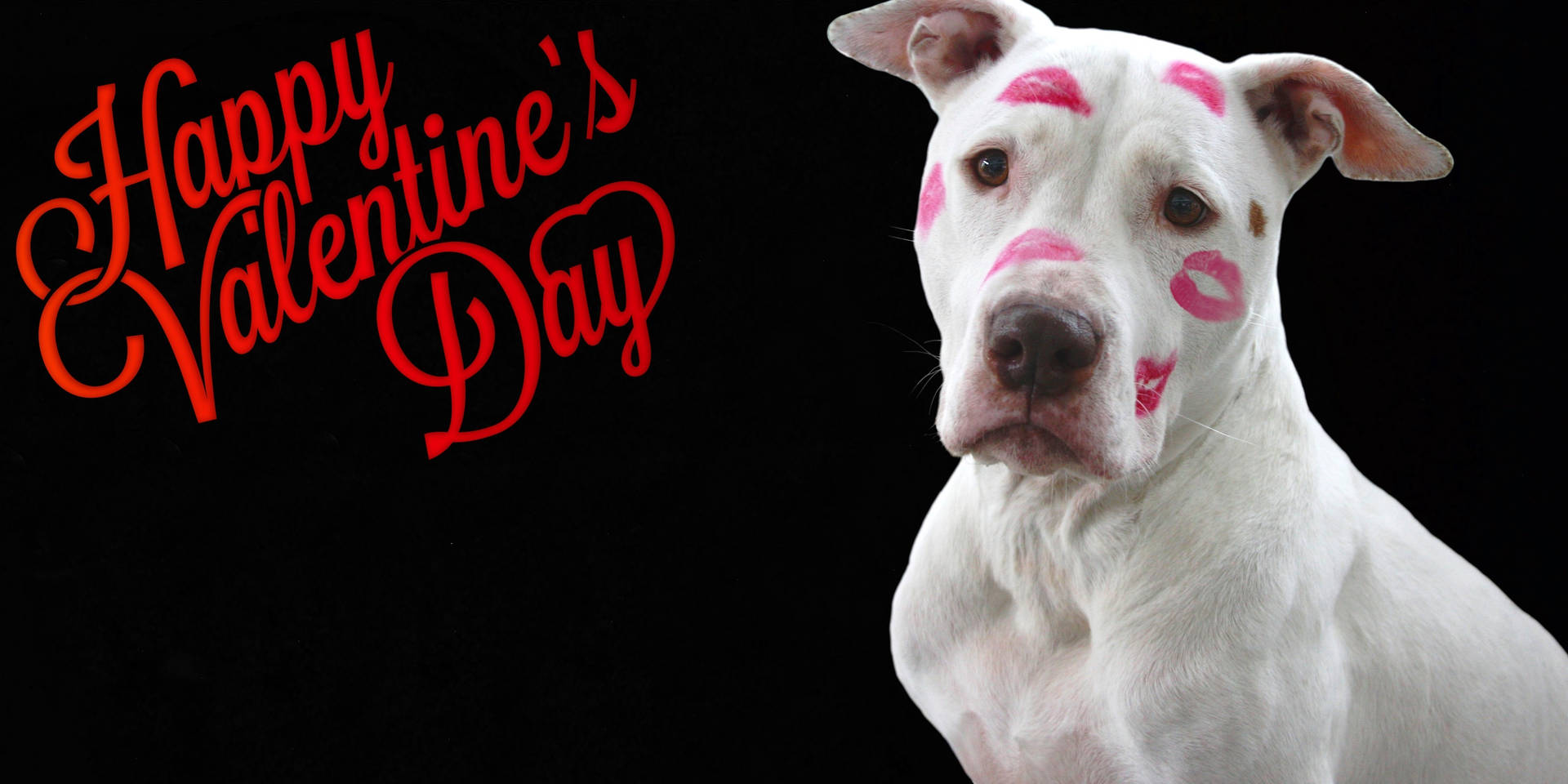 Valentines Day Funny Dog