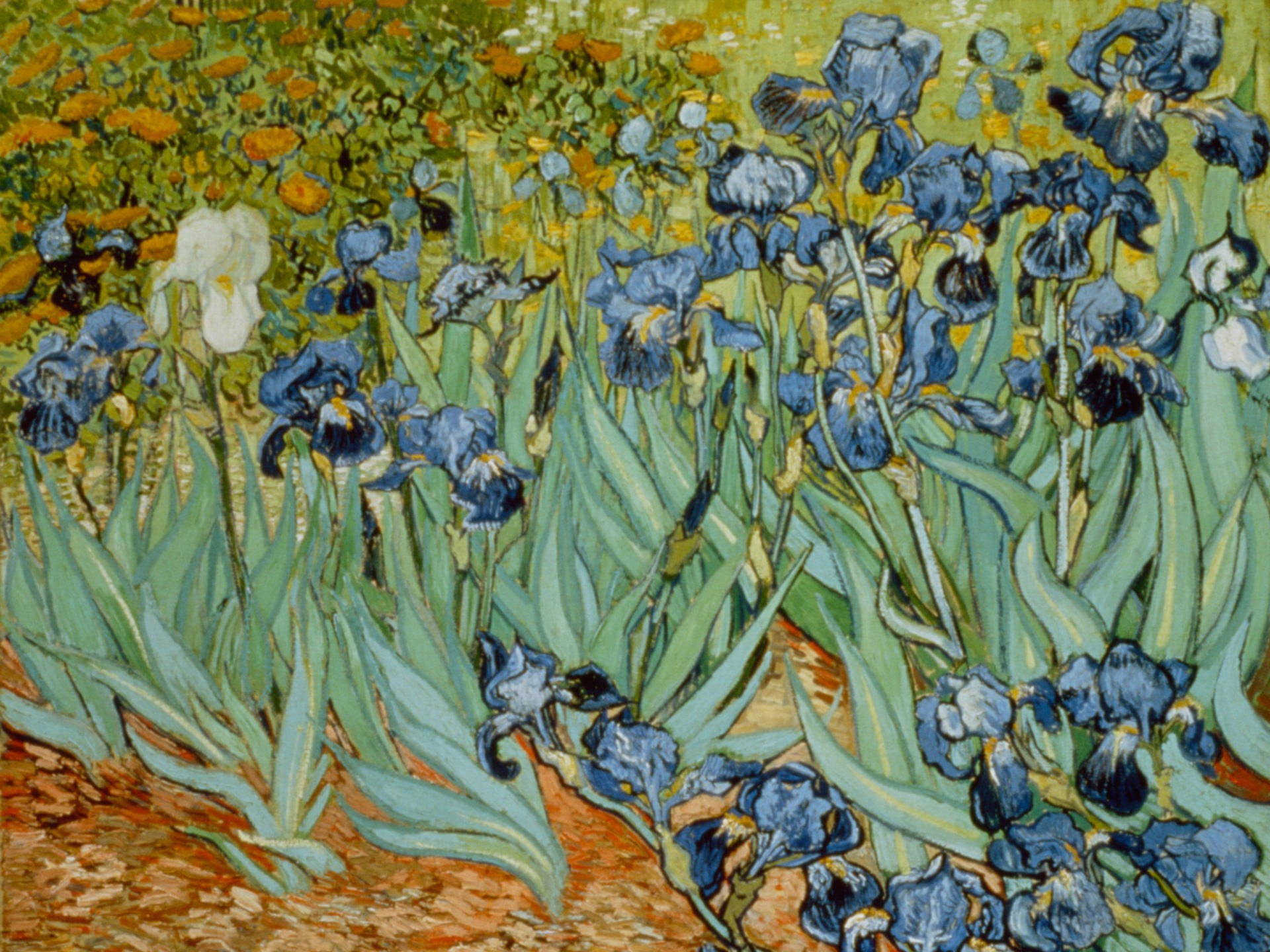 Van Gogh Irises Painting Background