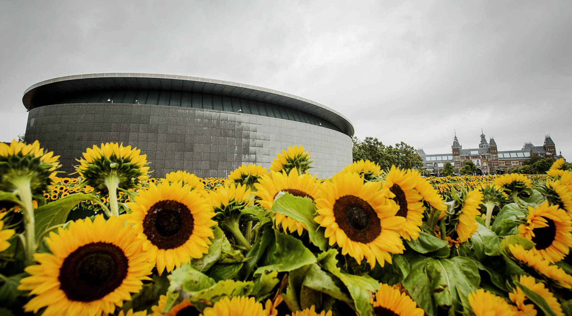 Van Gogh Museum Sunflower Field Background