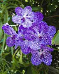 Vanda Coerulea Orchid Variety Background