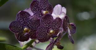 Vanda Orchid Flowers Background