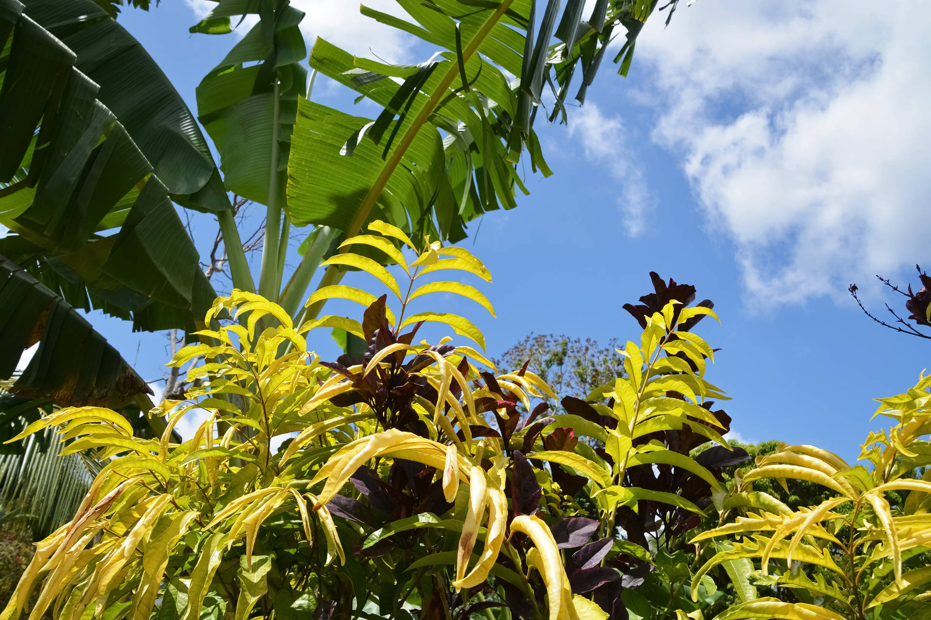 Vanuatu Banana Leaves Background