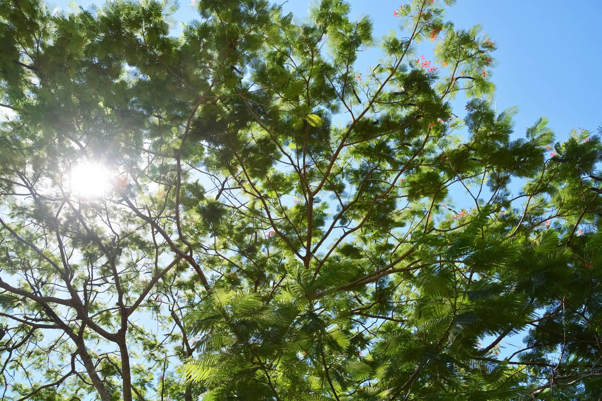 Vanuatu Blue Sky Green Tree