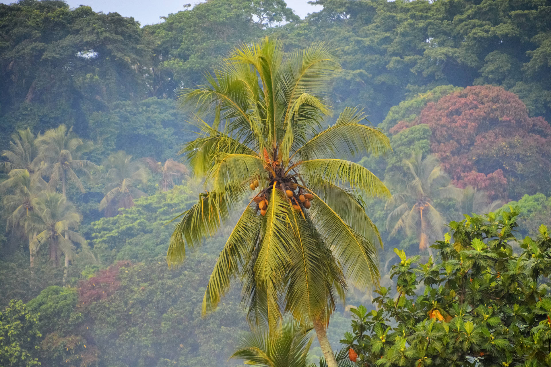 Vanuatu Coconut Tree