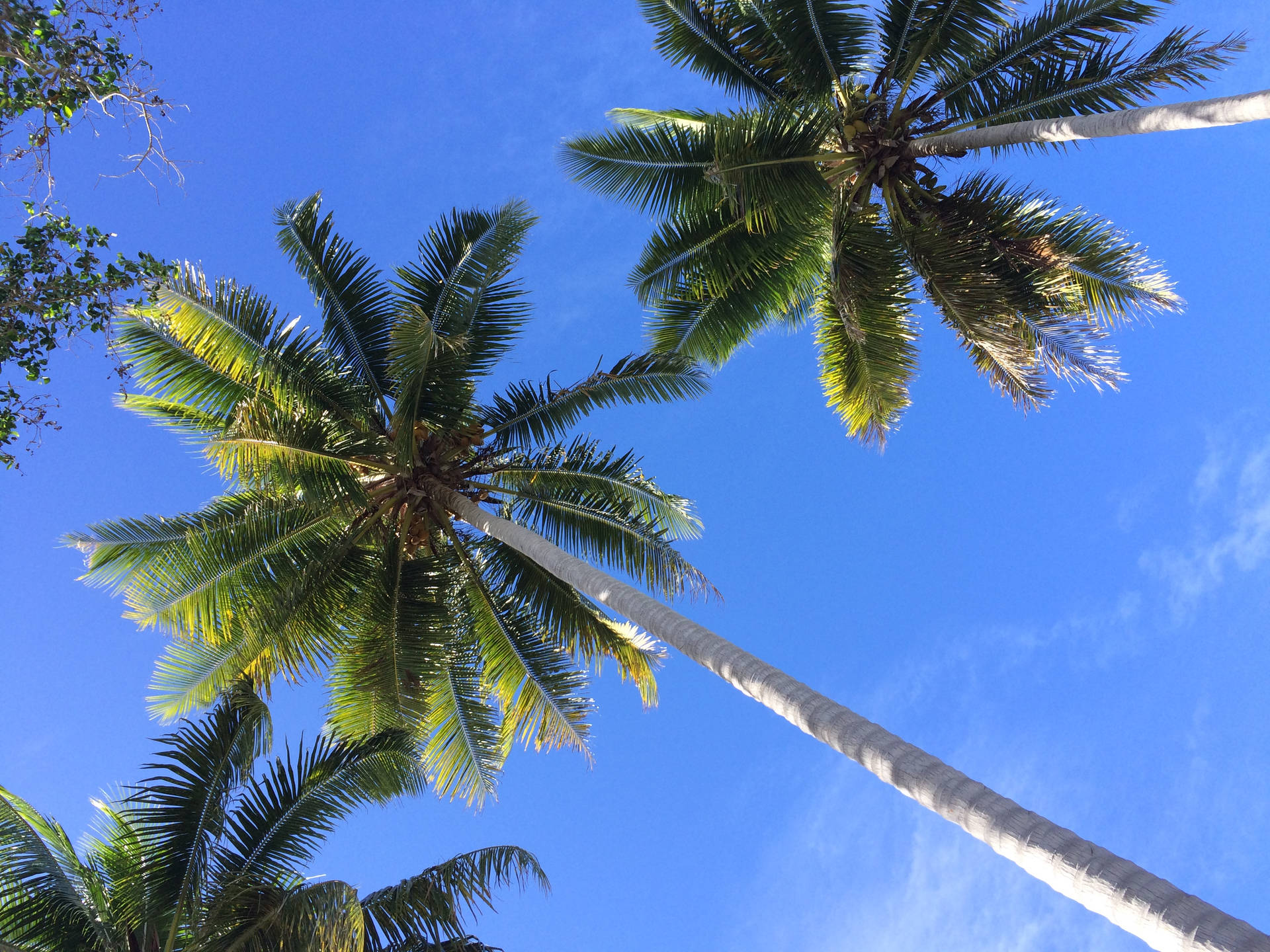 Vanuatu Coconut Trees Aore Island Background