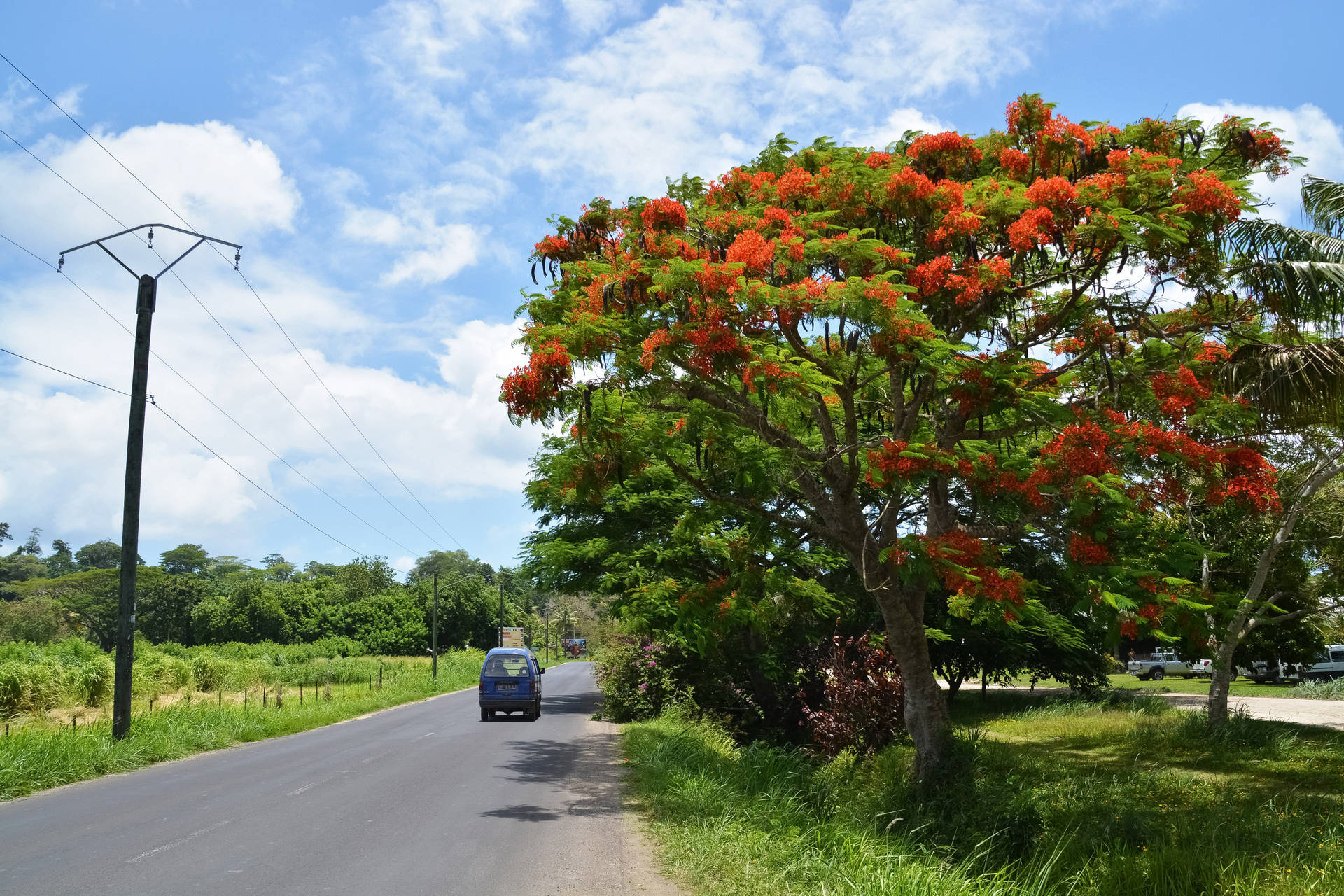 Vanuatu Country Side Road Background