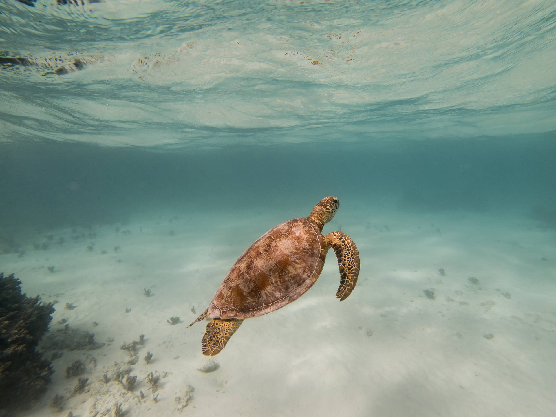 Vanuatu Ocean Turtle Background