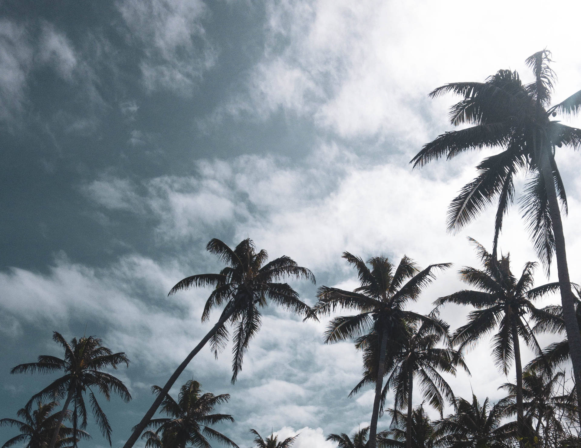 Vanuatu Palm Trees Background