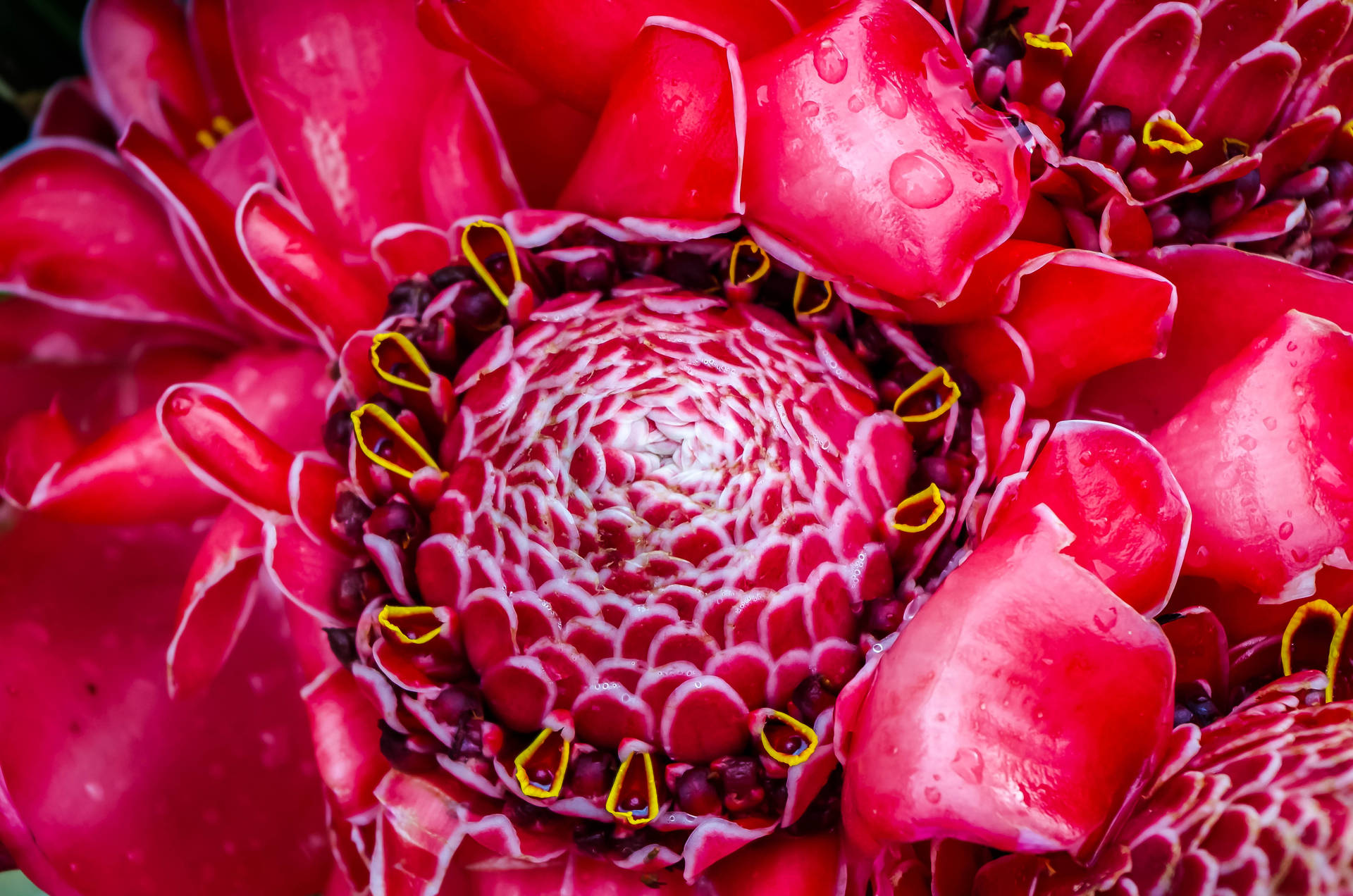 Vanuatu Red Flower Background