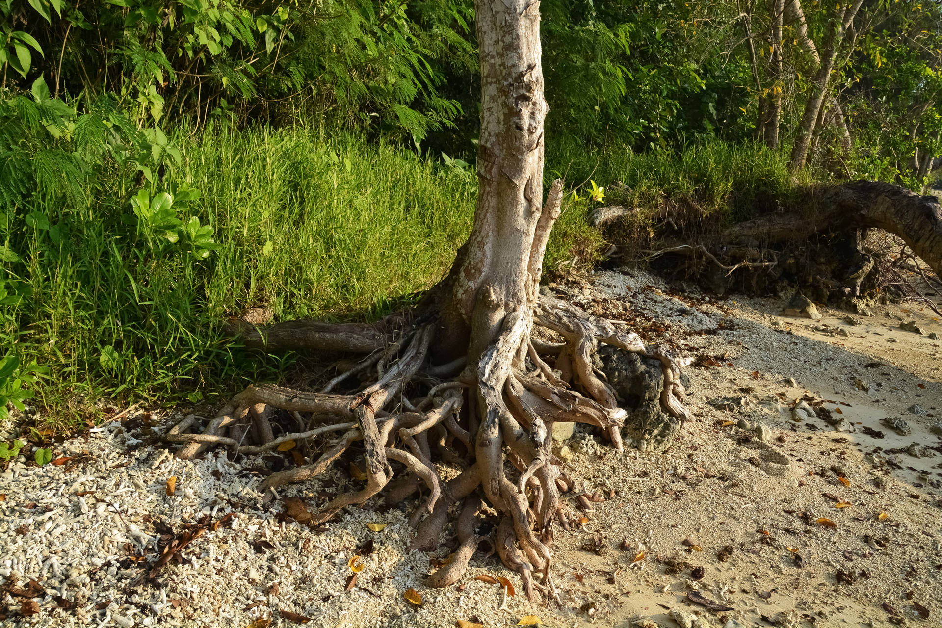 Vanuatu Tree Root Background