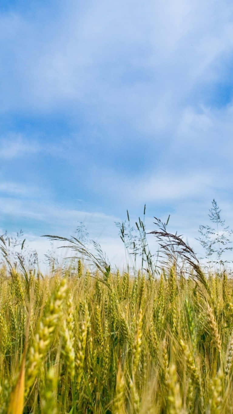 Vapid Field Of Wheat Grass Background
