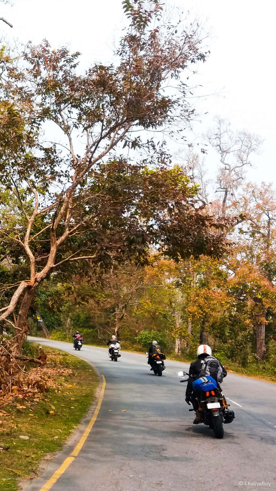 Vapid Trees Along A Curved Road Background