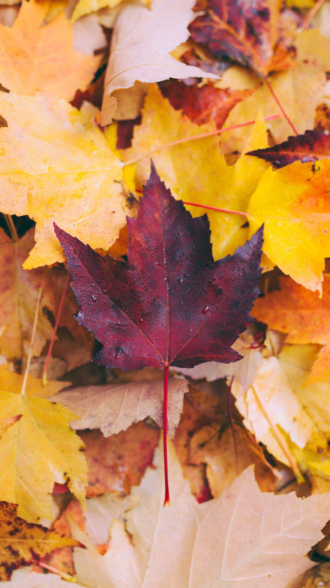 Variations Of Red, Rust, Burnt Orange, And Yellow Makes This Autumn Leaf A Beautiful Sight Background
