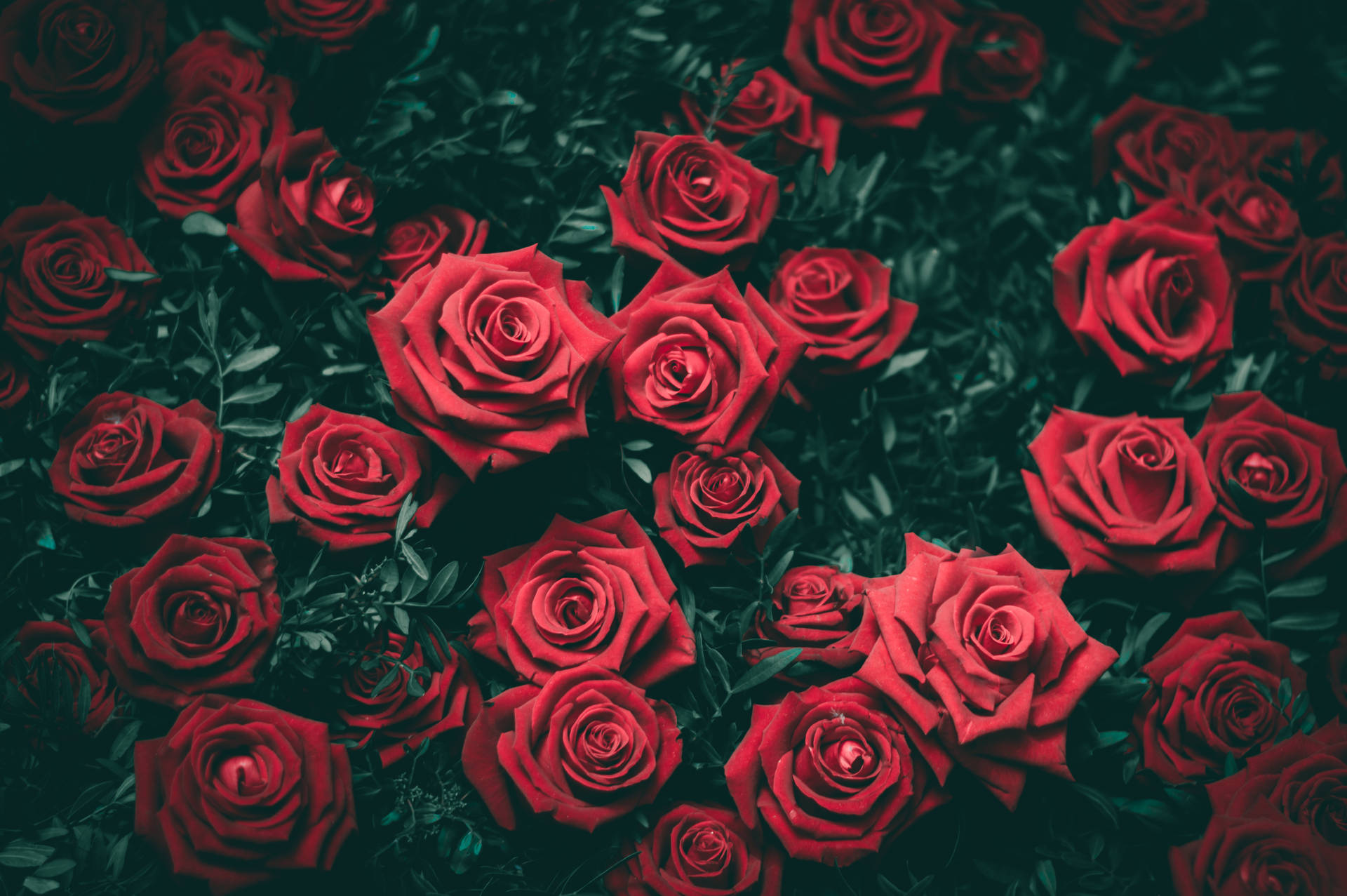 Varied Color Roses Bring Life To A Desktop Background