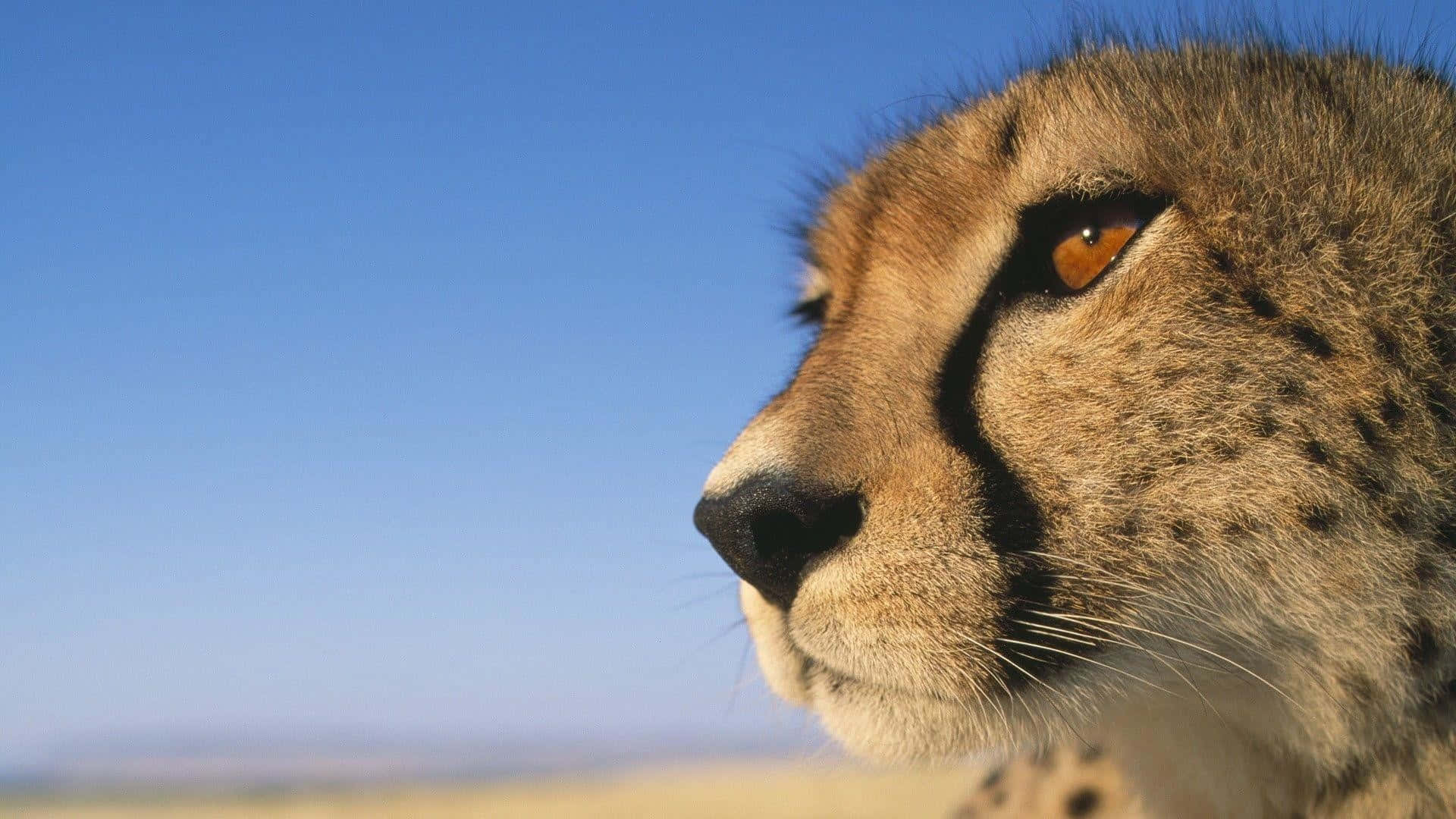 Varied Expressions Of A Cute Baby Cheetah Background