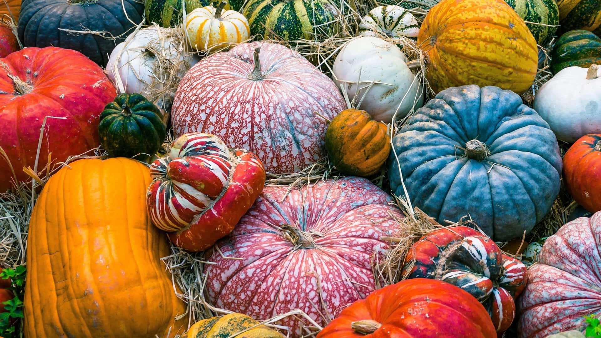 Varieties Of Fall Pumpkin Vegetables Background