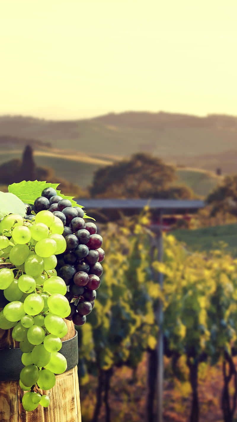 Variety Of Grape In Vineyard Background