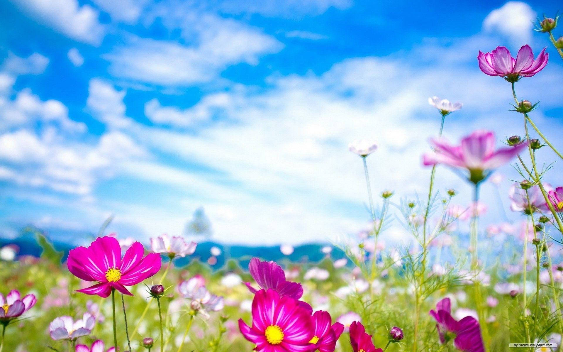 Variety Of Spring Flowers Background