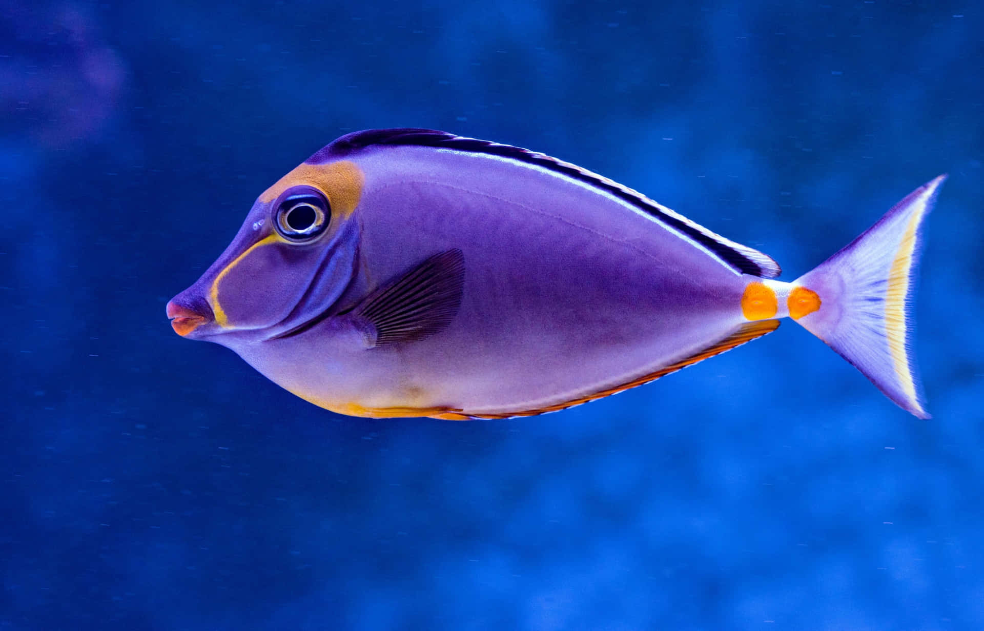 Variety Of Tropical Fish Displayed In An Aquarium Background