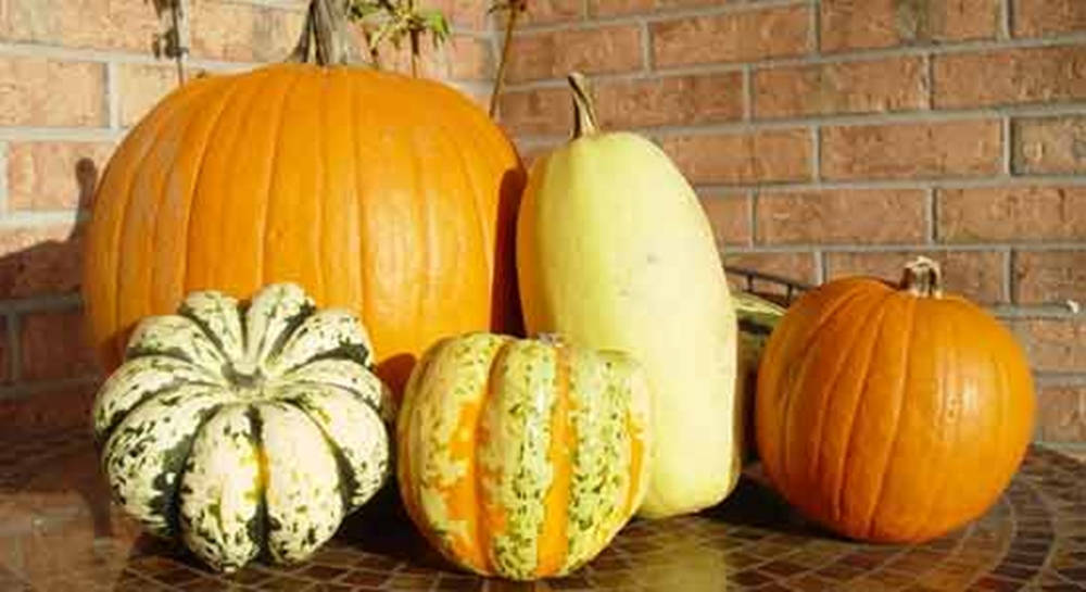 Variety Of Vibrant Yellow Squash And Pumpkins