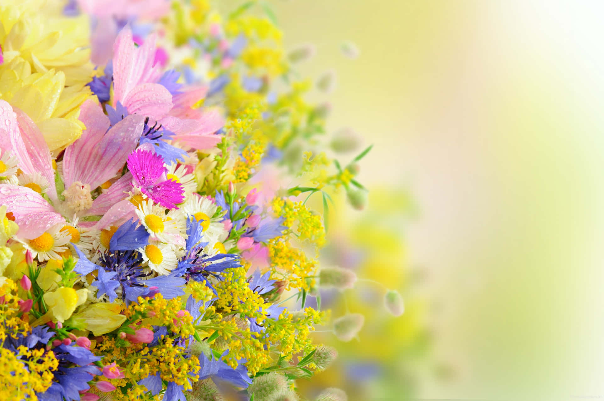 Variety Tumblr Flowers Desktop Background