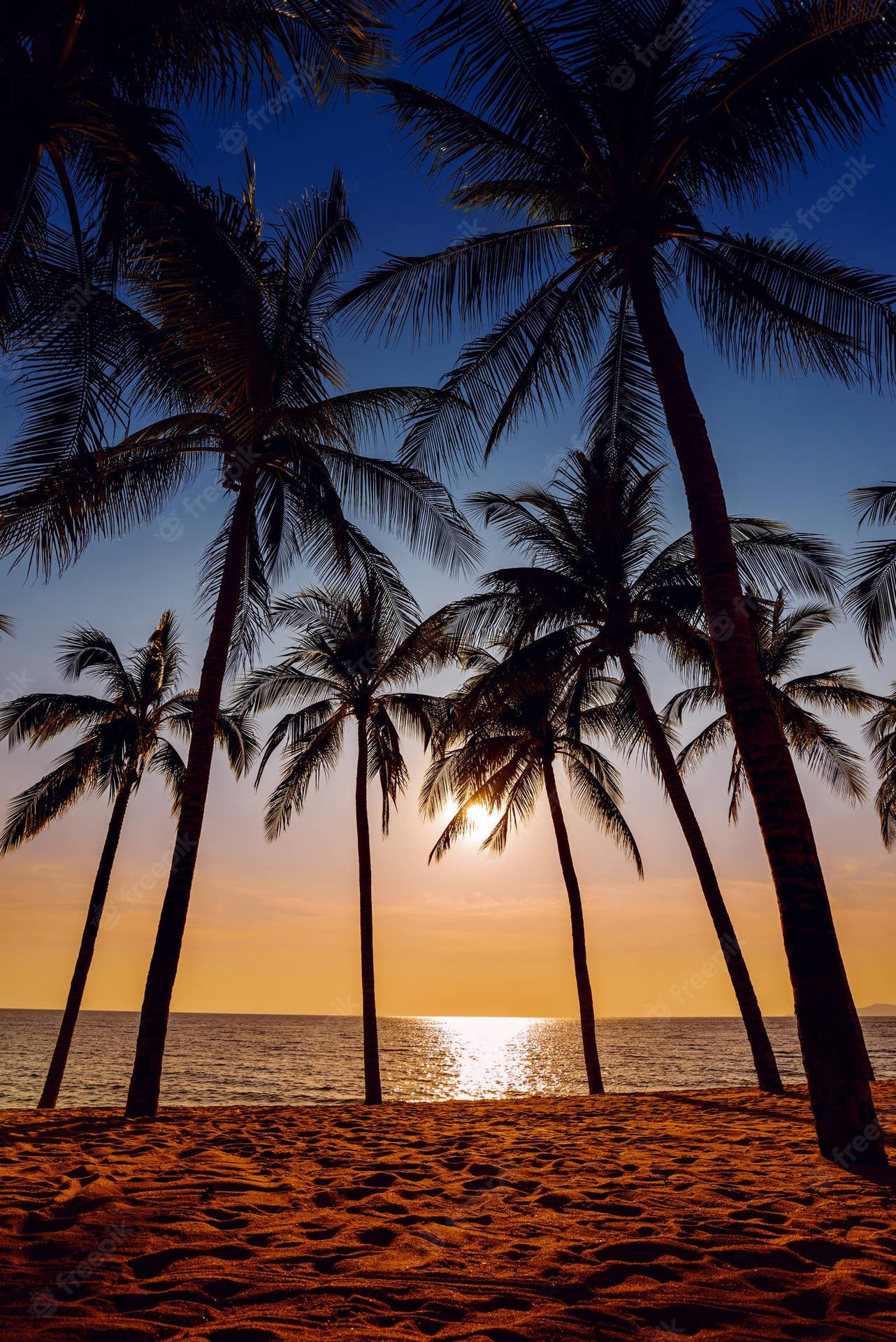 Various Coconut Trees With Golden Sunset Background