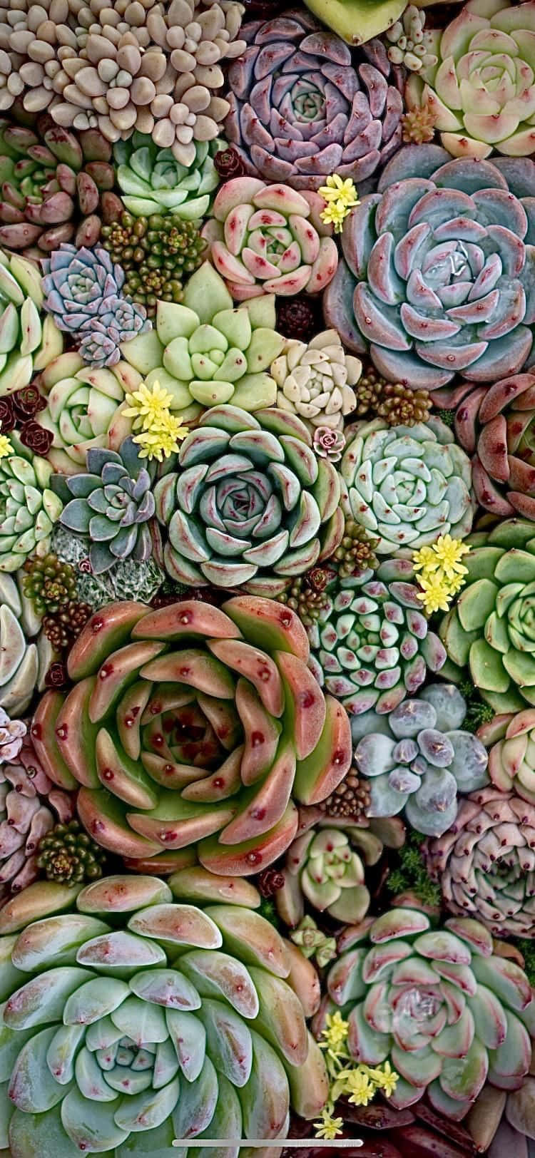 Various Colored Succulent Iphone