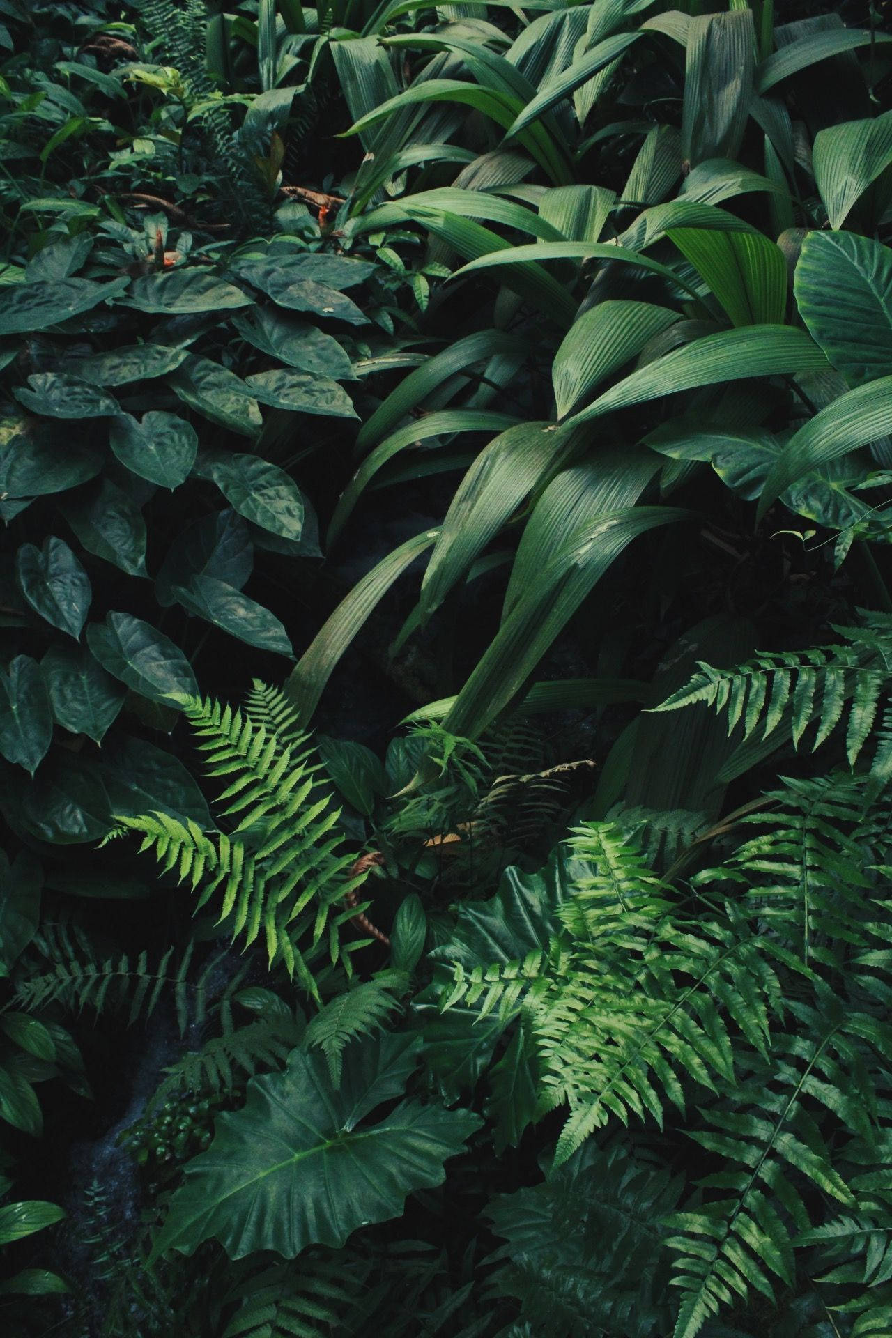 Various Green Forest Plants And Ferns