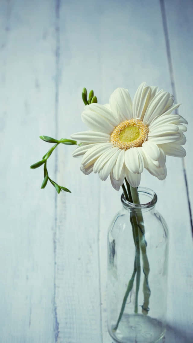 Vase Spring Daisy Iphone Background