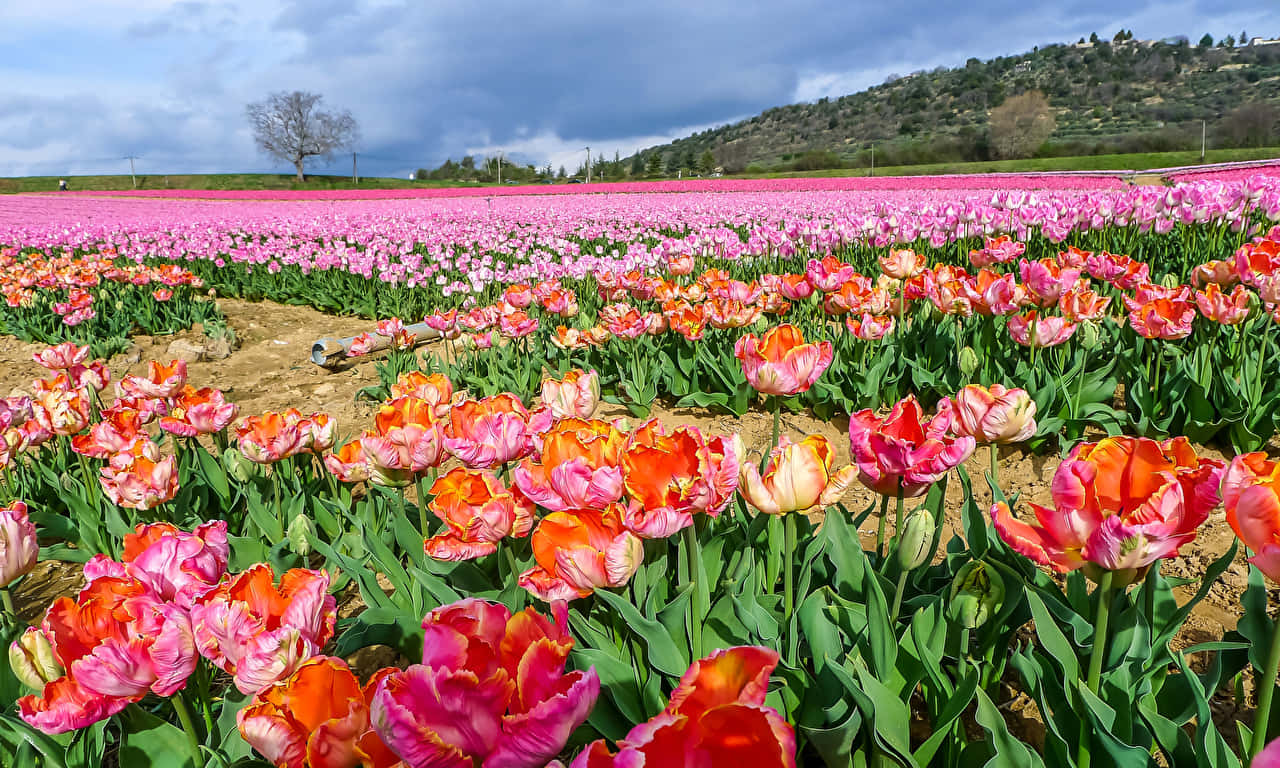 Vast 1280x768 Rose Field Background