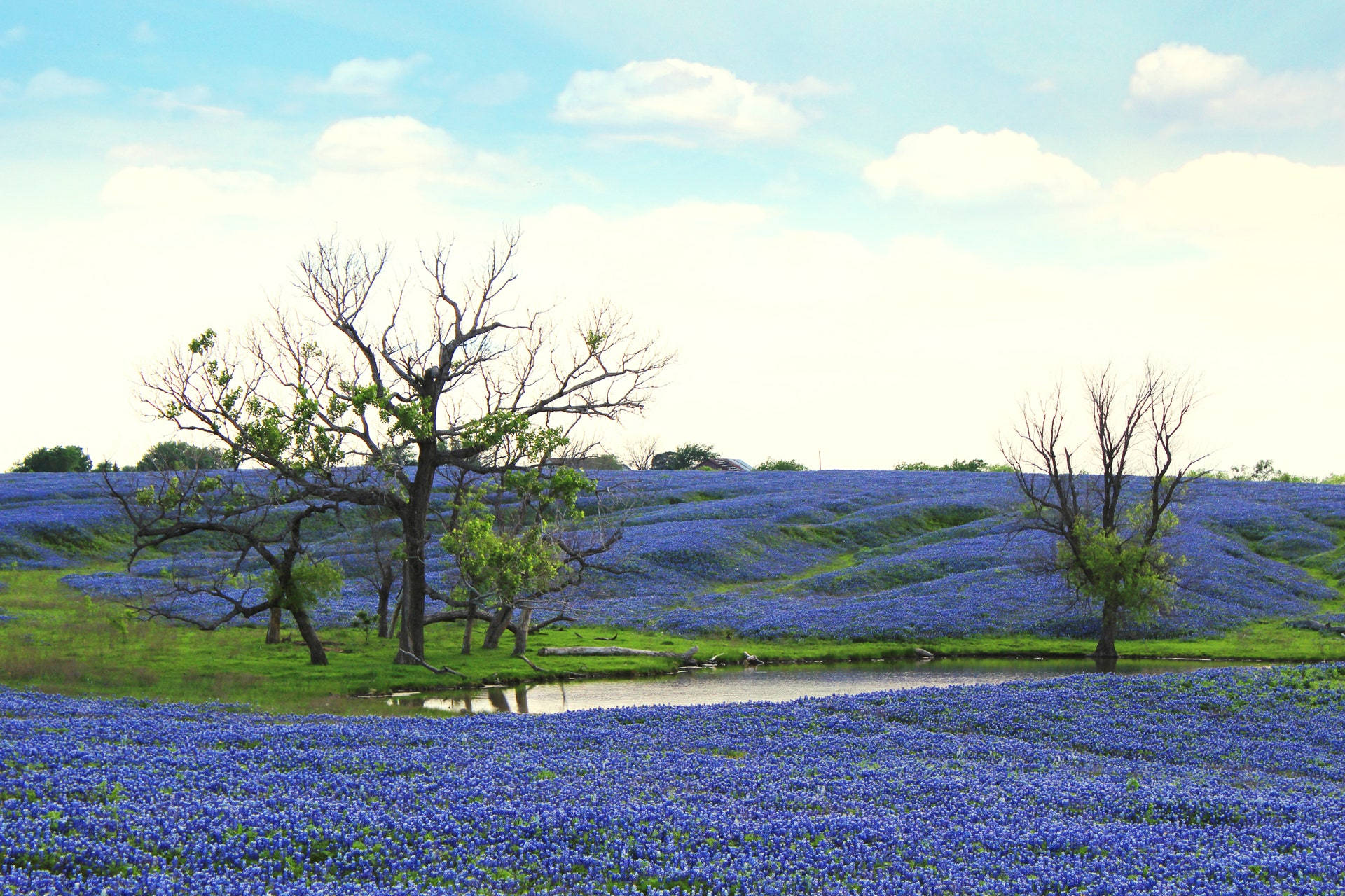 Vast Blue Flower Field Background