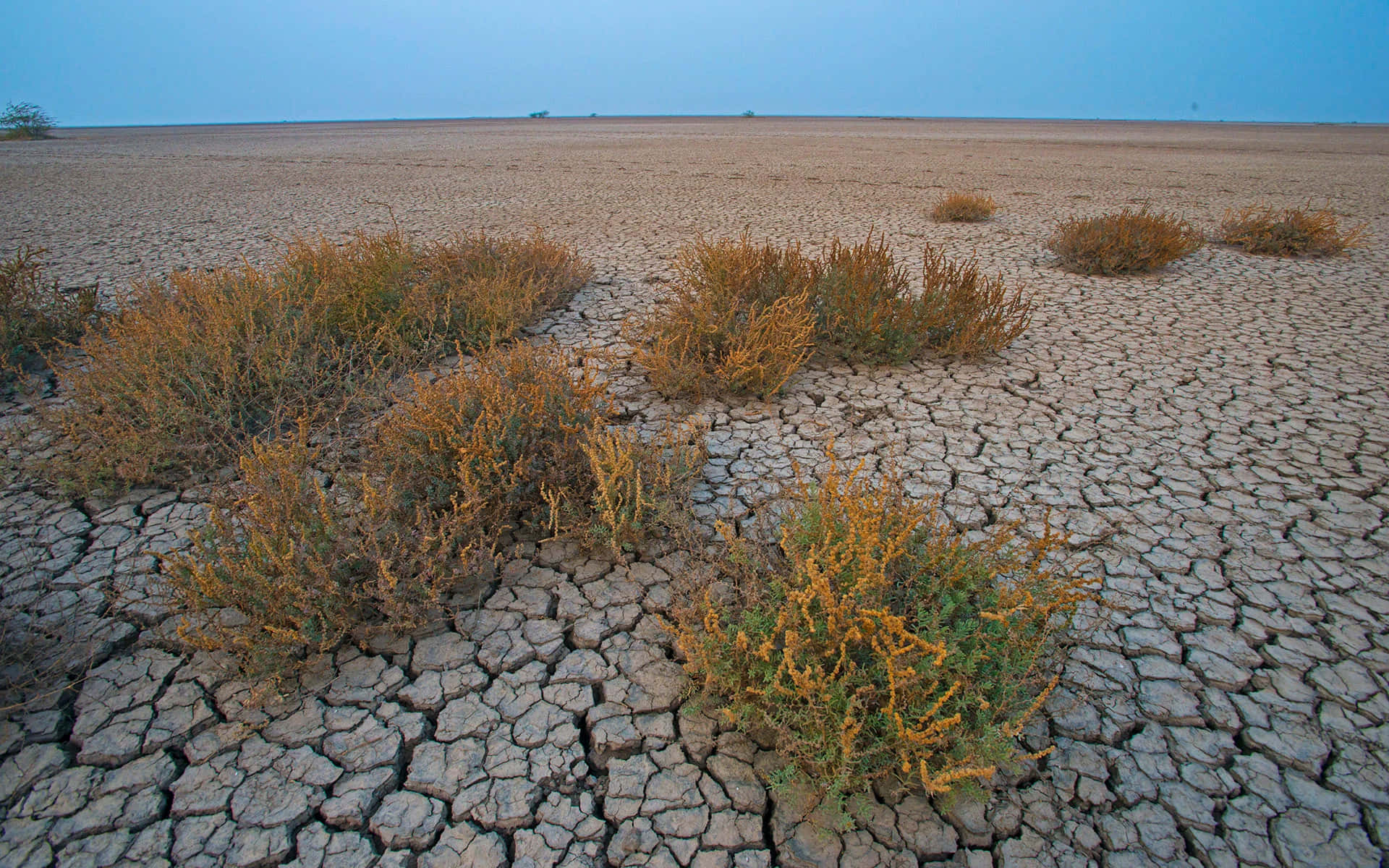 Vast Dried Mud Plain Shrubs Background