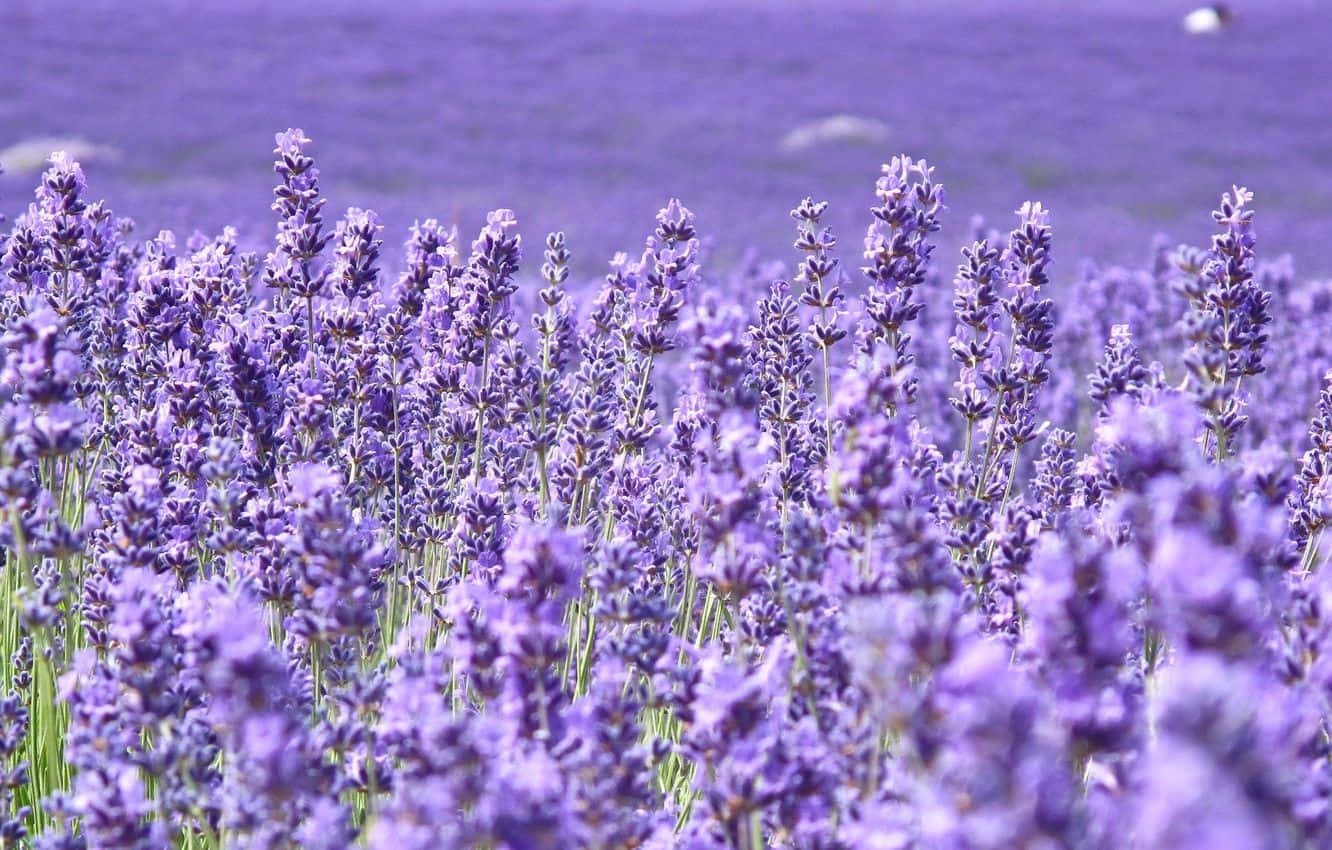 Vast Field Of Lavender Purple Flowers