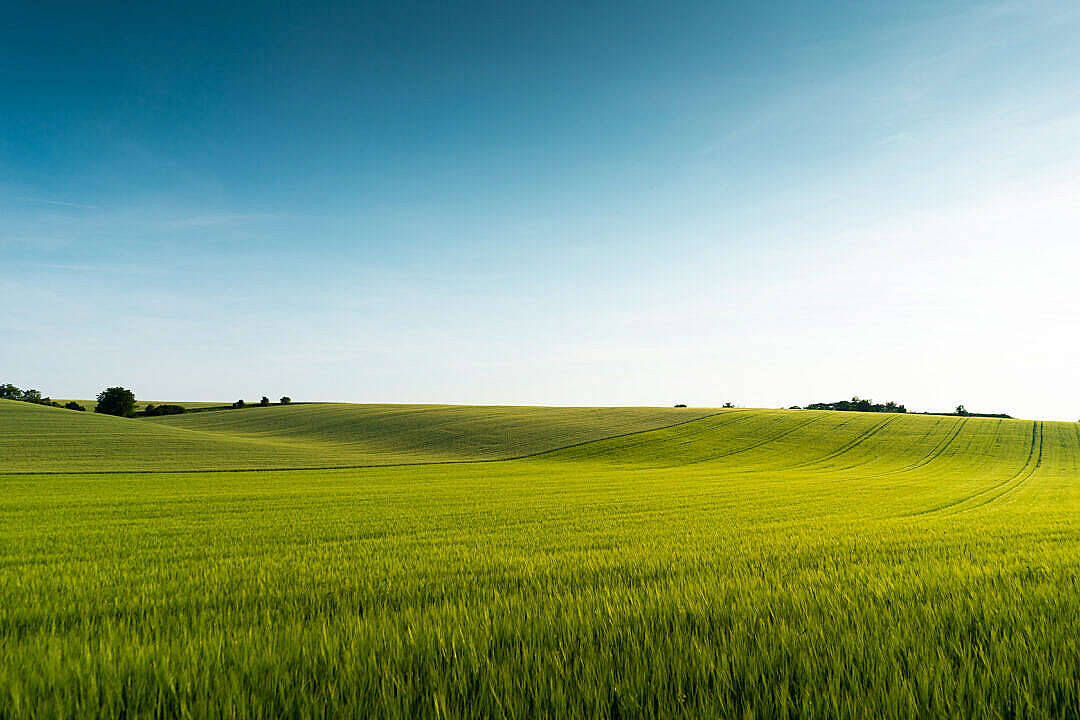 Vast Grass Field Nature Scenery Background