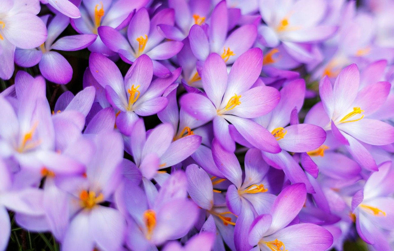 Vast Landscape Of Blooming Saffron Crocus Background