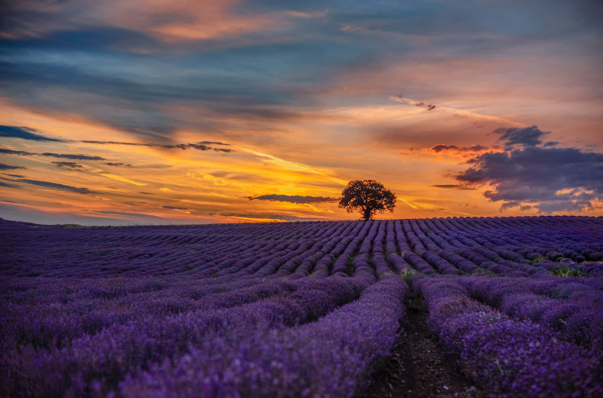 Vast Lavender Field At Sunset Background