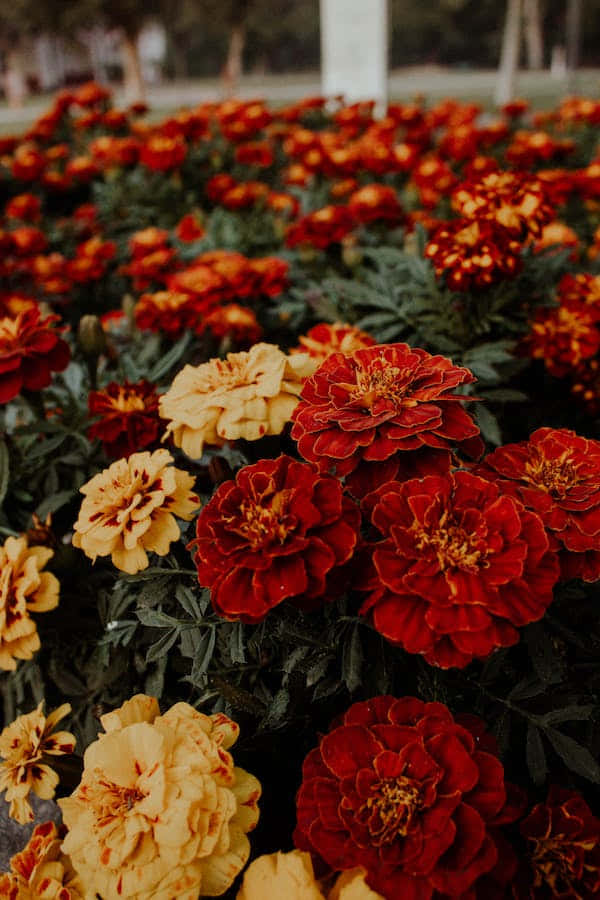 Vast Number Of Perennial Flowers Background