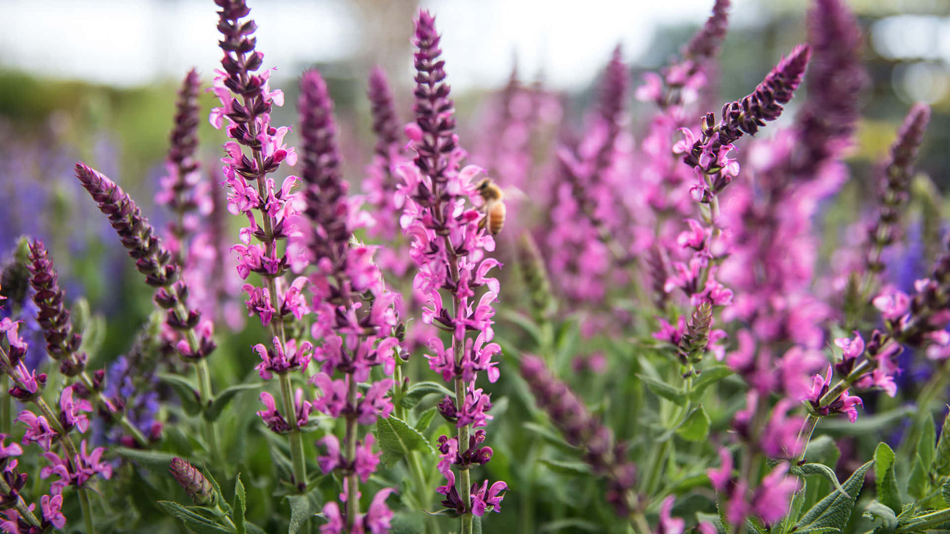 Vast Number Of Perennial Lavender Blooms Background