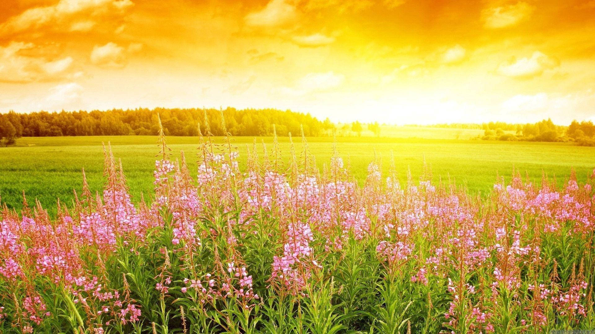 Vast Sunny Flower Field Background